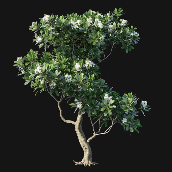 开花的夹竹桃树3D模型（OBJ,MAX）