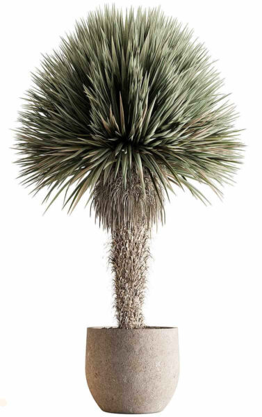 户外植物盆栽 盆景3D模型（OBJ,MAX）