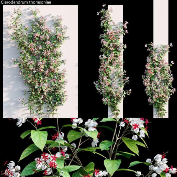 墙壁和石柱上开花的Clerodendrum大青植物 花丛3D模型（OBJ,MAX）