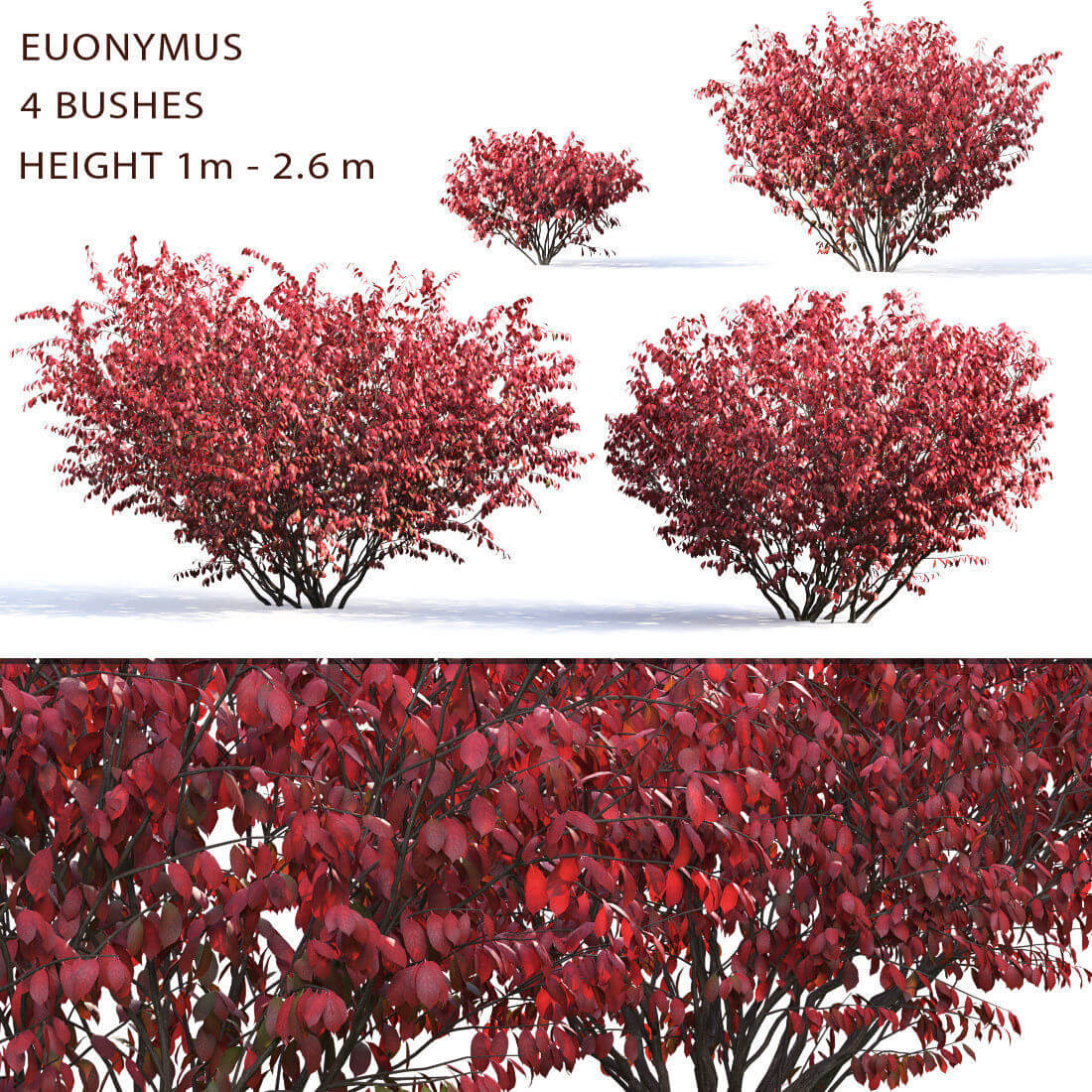 红叶卫矛植物灌木3D模型（FBX,MAX）