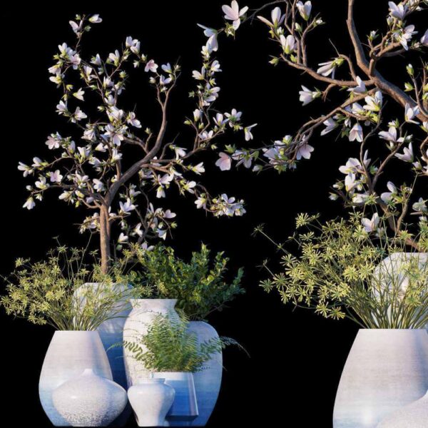 开花的玉兰盆景 玉兰树 盆栽3D模型（OBJ,MAX）