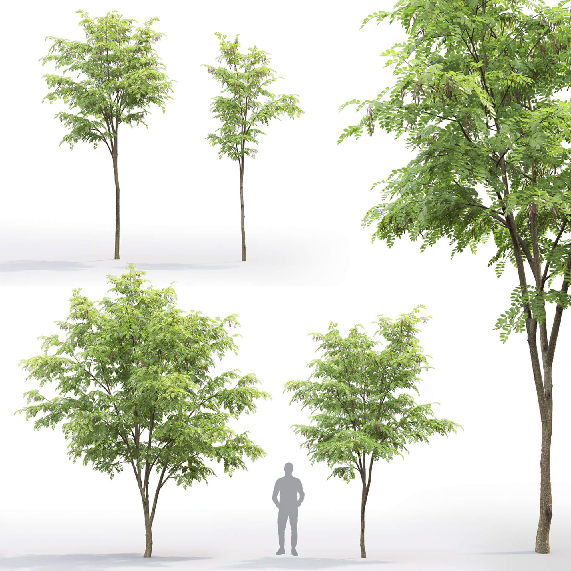 刺槐树3D模型（OBJ,MAX）