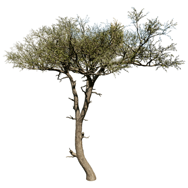 Balanites Aegyptiaca卤刺树3D模型（OBJ,FBX,MAX）