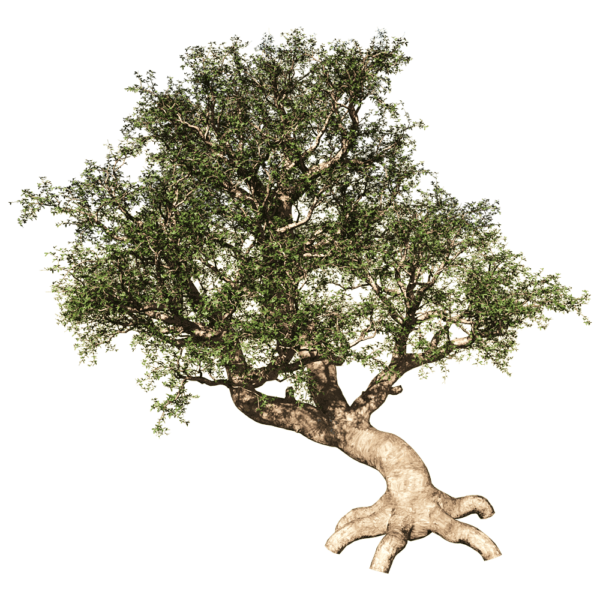 Commiphora Myrrha没药树3D模型（OBJ,FBX,MAX）