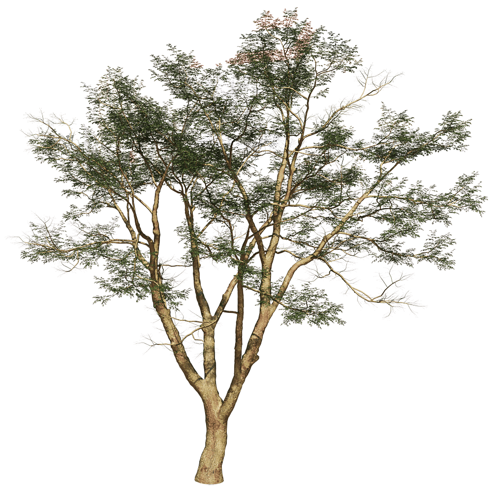 Vachellia Xanthophloea金合欢树3D模型（OBJ,FBX,MAX）