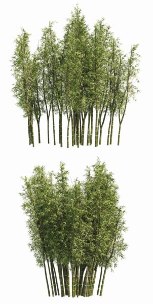 2丛竹子 竹林3D模型（OBJ,MAX）