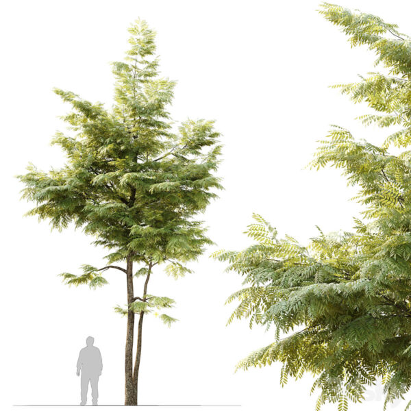 白蜡树 梣树3D模型（OBJ,MAX）