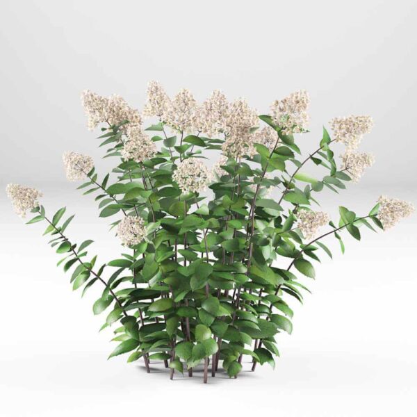 圆锥绣球花花丛 植物灌木3D模型（OBJ,MAX）