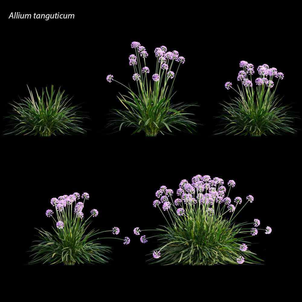 开花的Allium tanguticum唐古韭植物 花丛3D模型（OBJ,FBX,MAX）