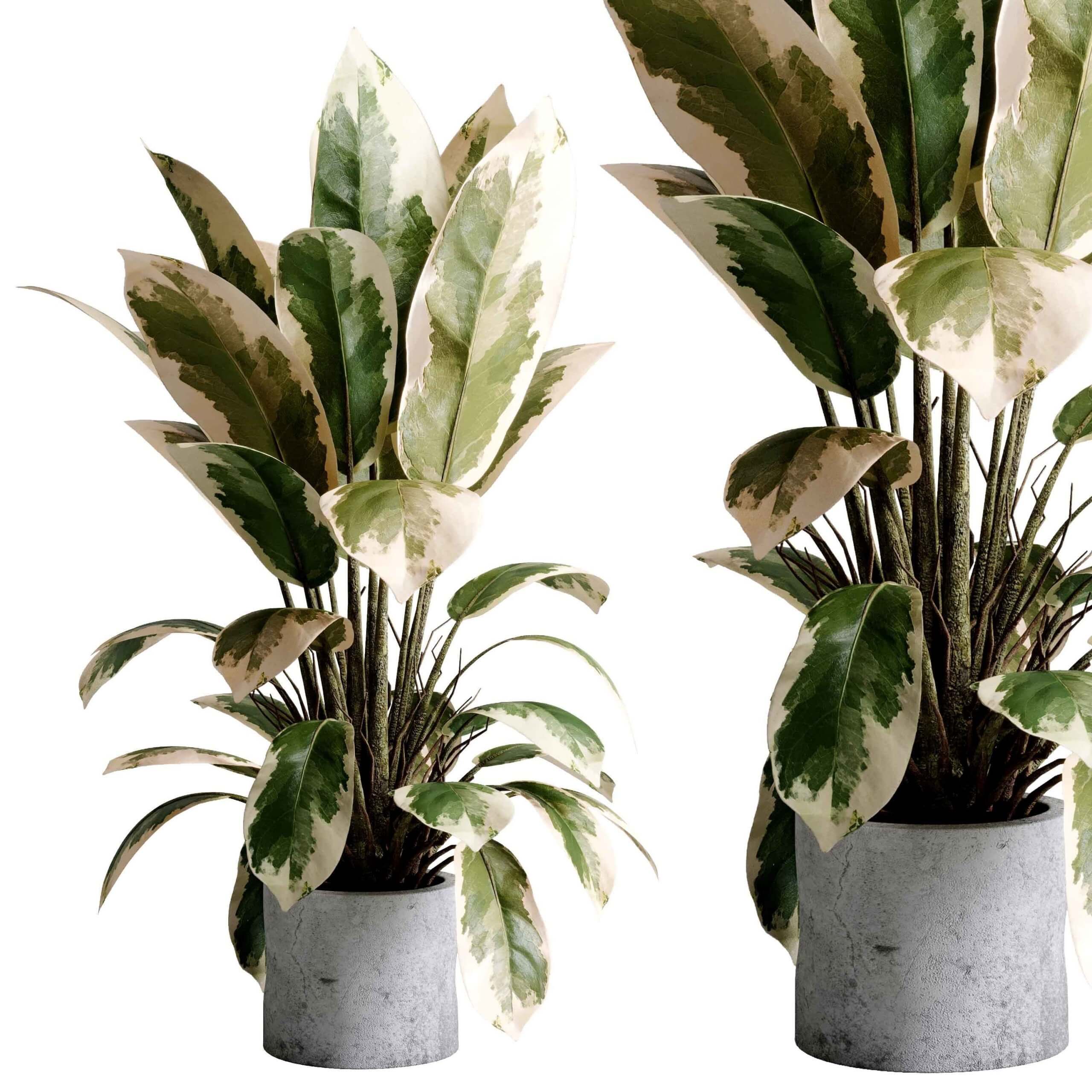 室内植物盆栽3D模型（OBJ,MAX）