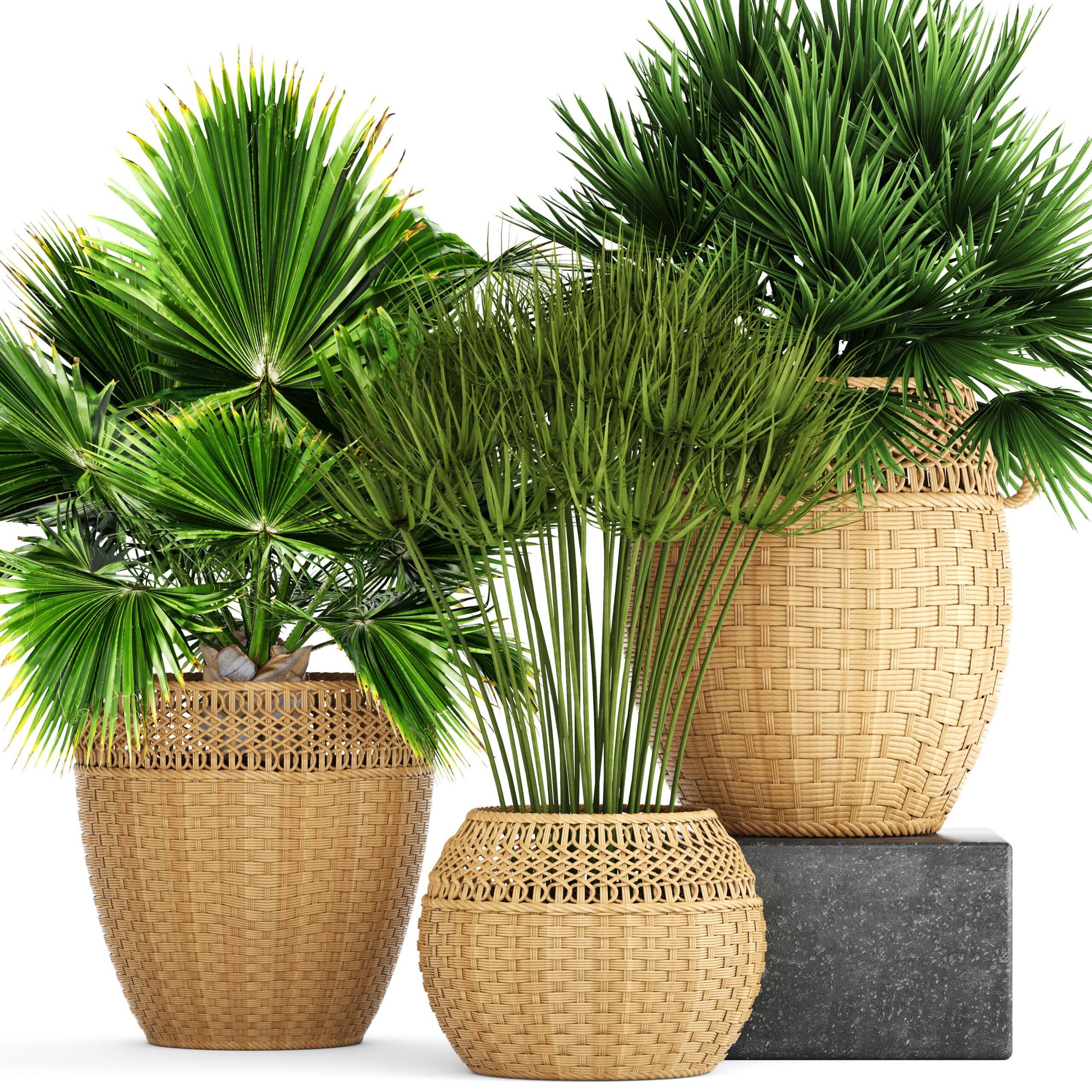 棕榈植物盆栽 盆景3D模型（OBJ,MAX）