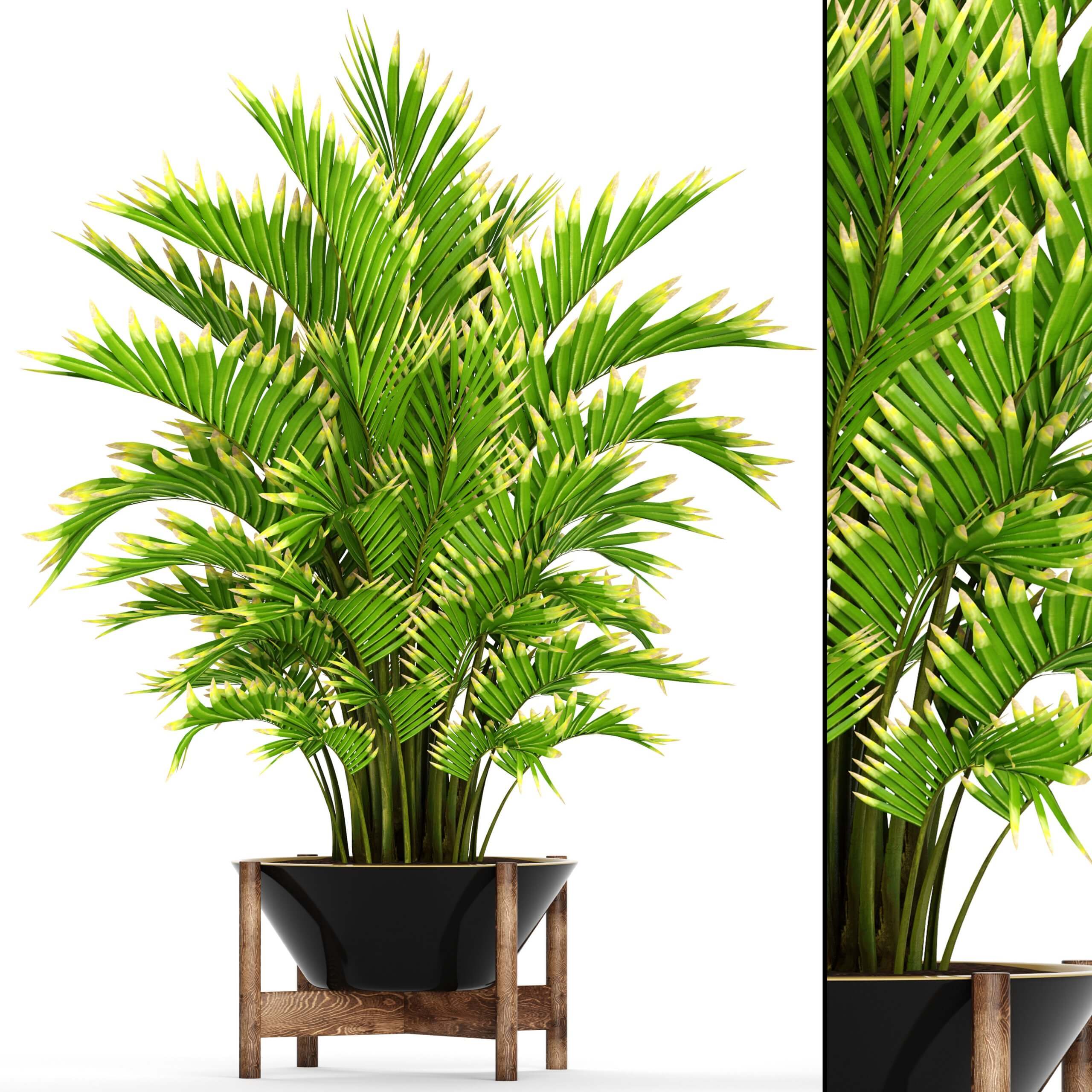 豪爵椰棕榈植物盆栽 盆景3D模型（OBJ,MAX）