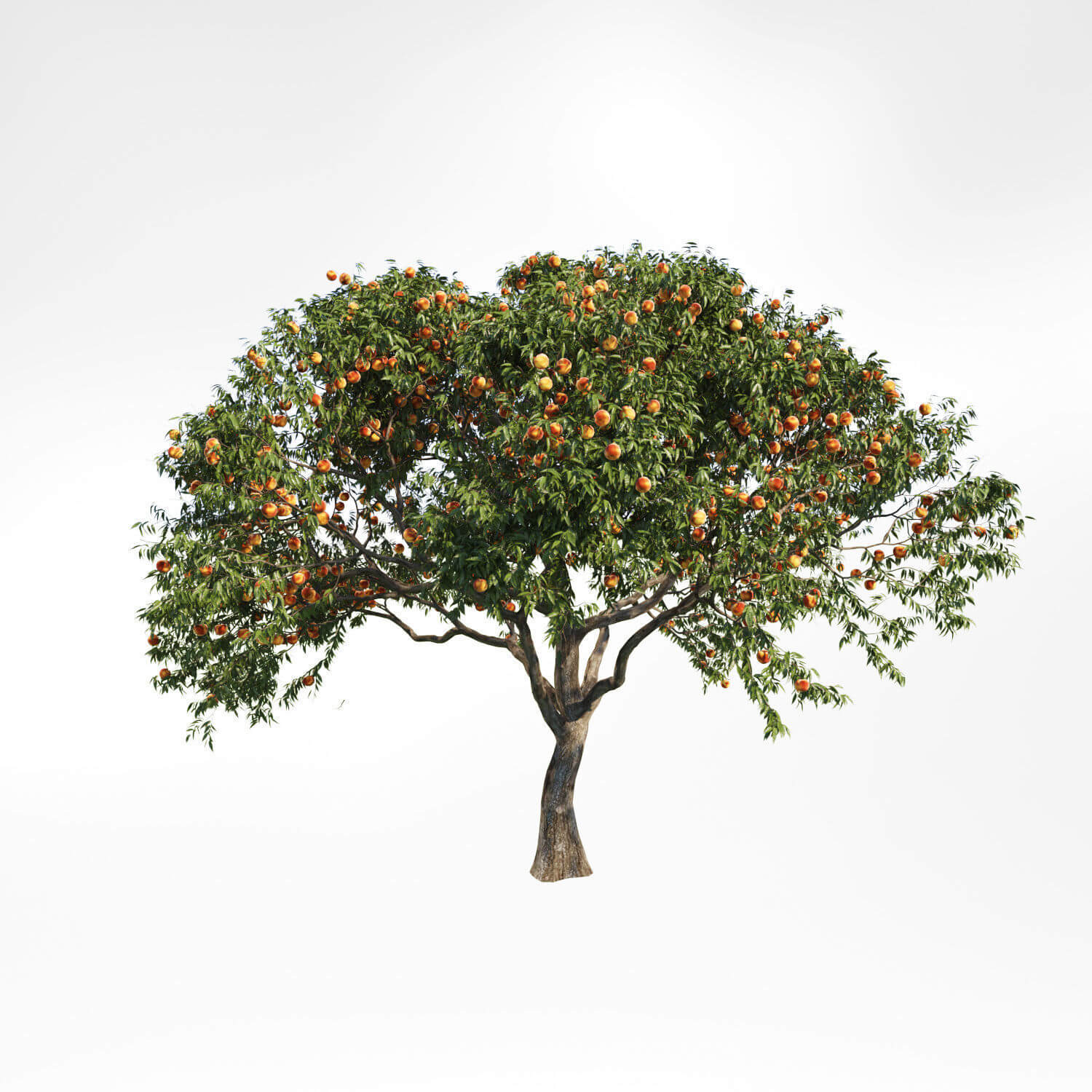 挂满桃子果实的桃树3D模型（FBX,MAX）