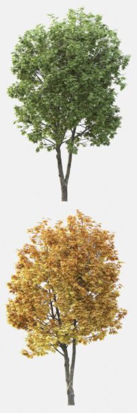 两种季节形态的枫树3D模型（FBX,MAX）