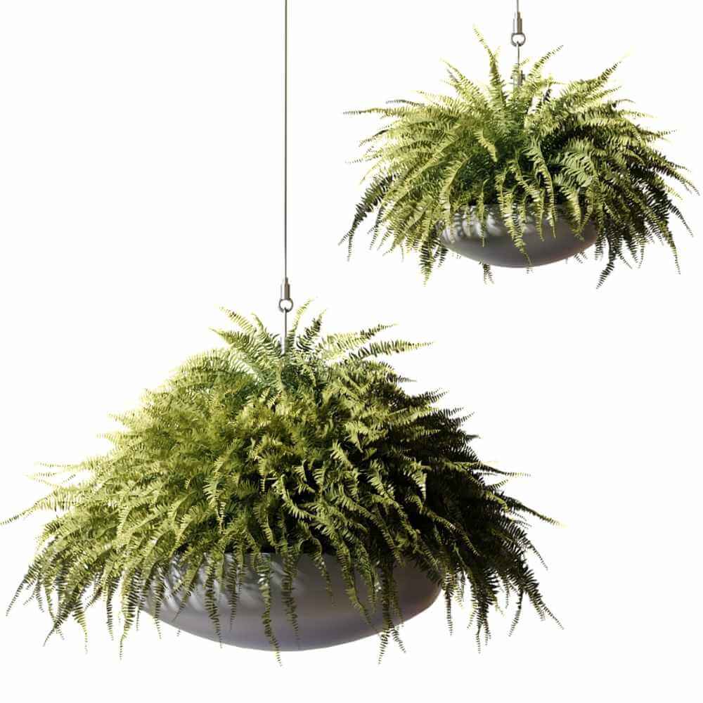 蕨类植物吊篮3D模型（OBJ,MAX）