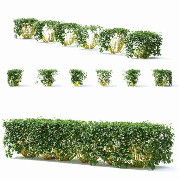 山茱萸植物灌木3D模型（OBJ,MAX）