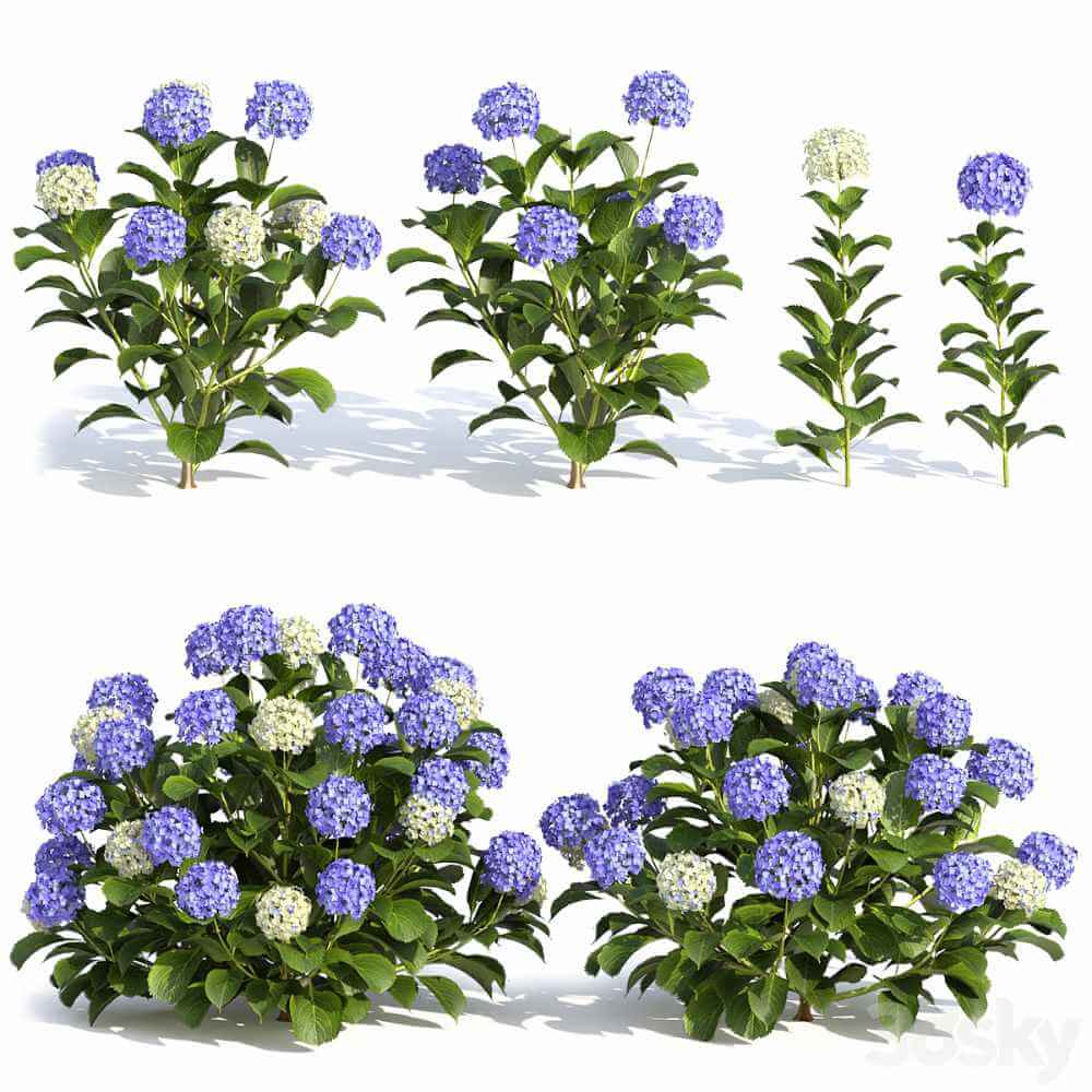 绣球花花丛 花枝3D模型（FBX,MAX）