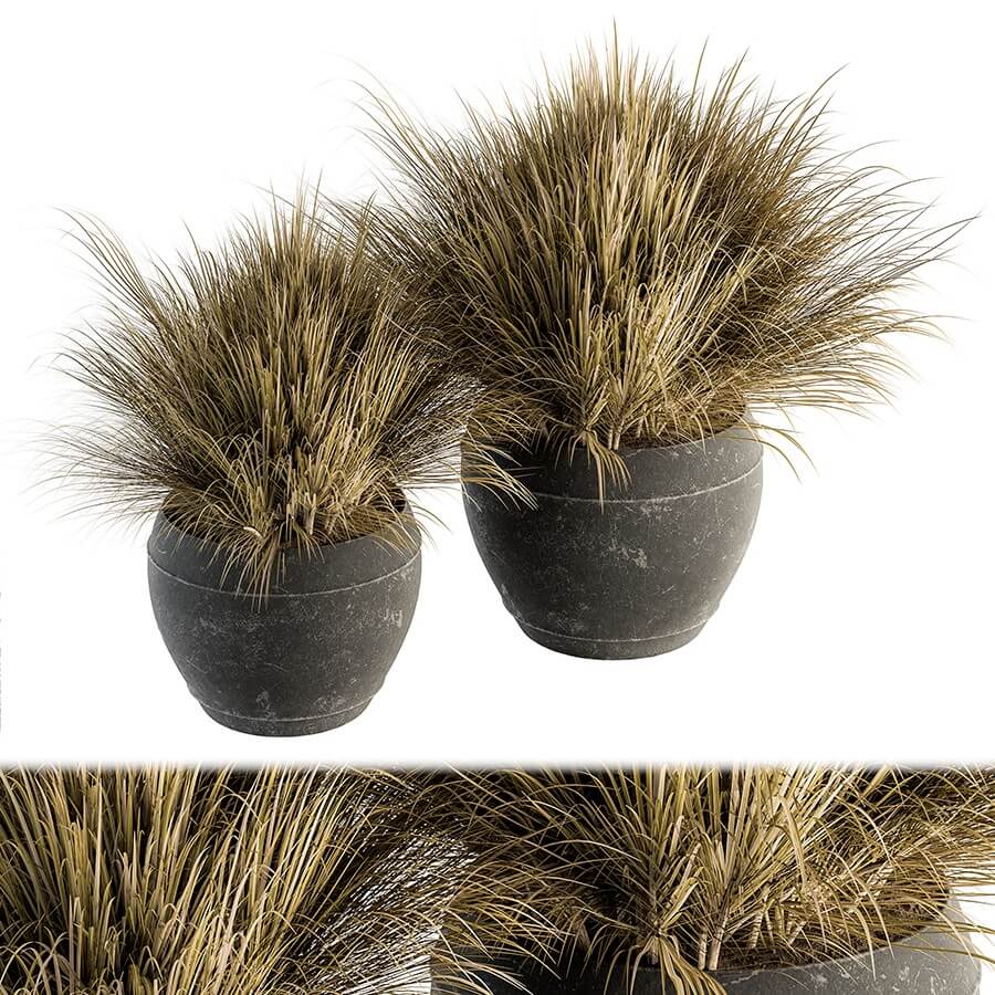 干草植物盆栽3D模型（OBJ,MAX）