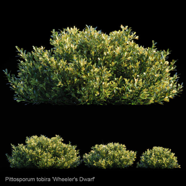 Pittosporum Tobira海桐植物灌木3D模型（FBX,MAX）