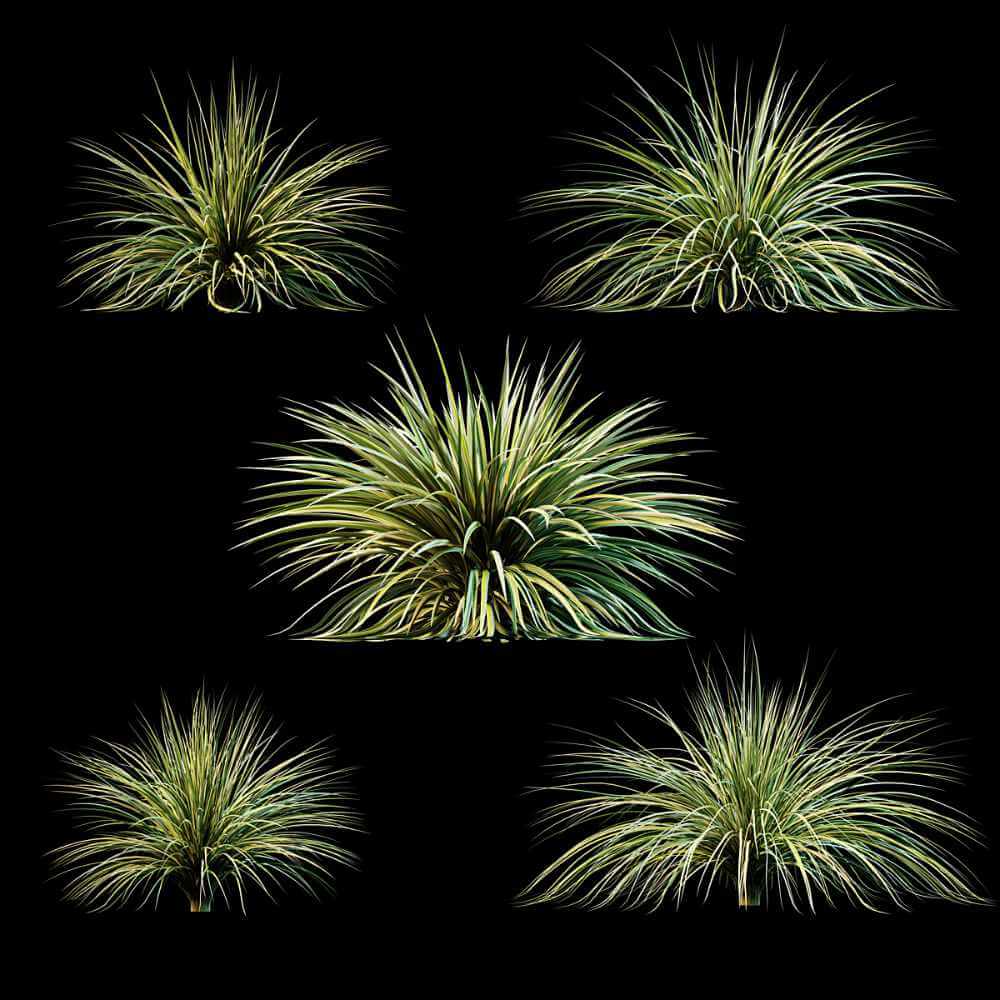 丝兰植物草丛3D模型（FBX,MAX）