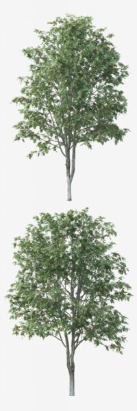 挂红色果实的花楸树3D模型（FBX,MAX）