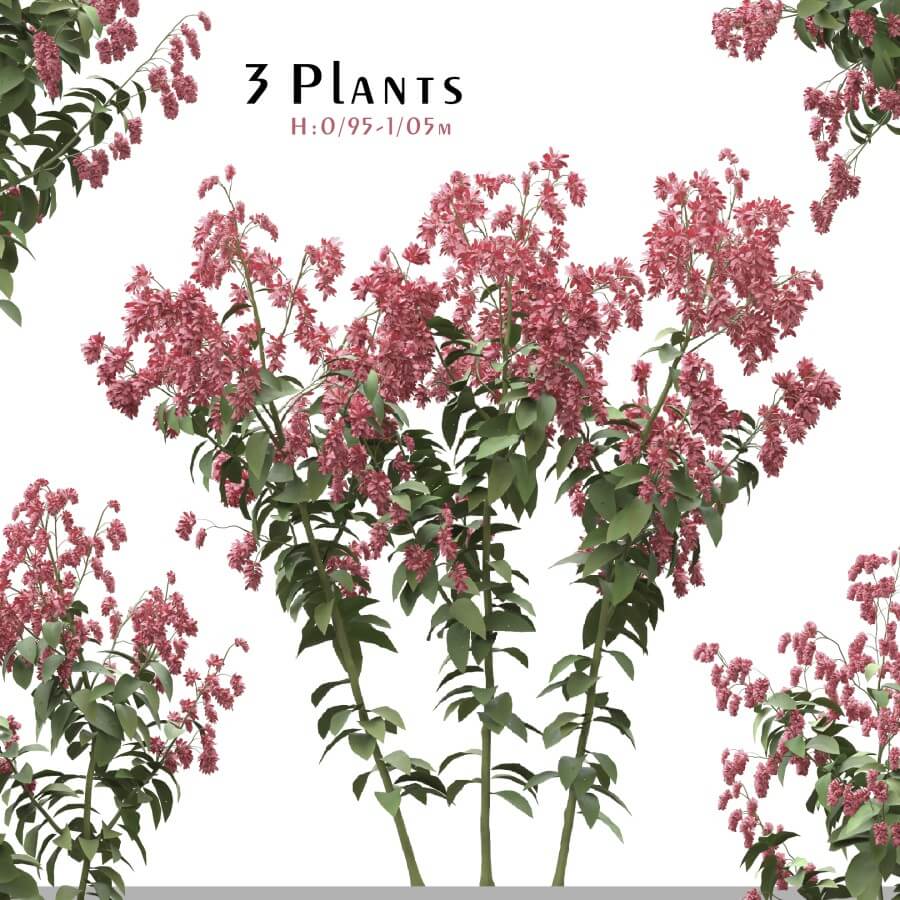 3棵开花的红蓼植物3D模型（OBJ,FBX,MAX）