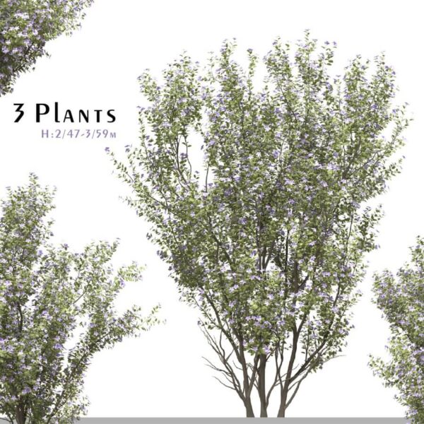 3棵开花的紫花野牡丹树3D模型（OBJ,FBX,MAX）