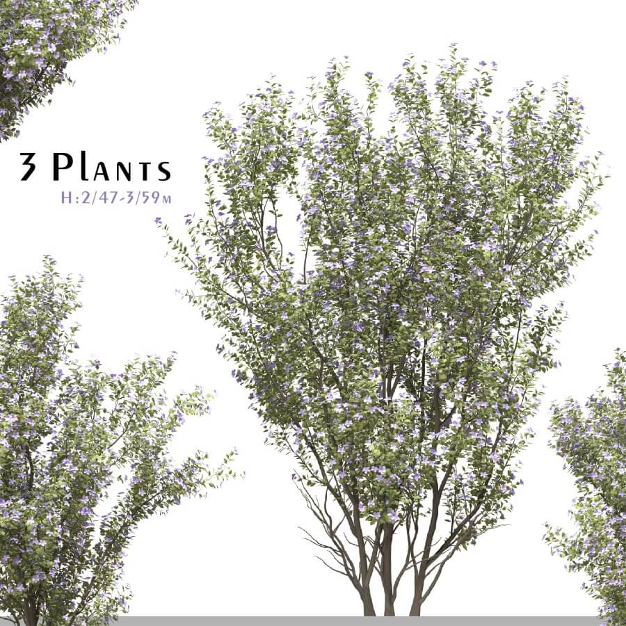 3棵开花的紫花野牡丹树3D模型（OBJ,FBX,MAX）