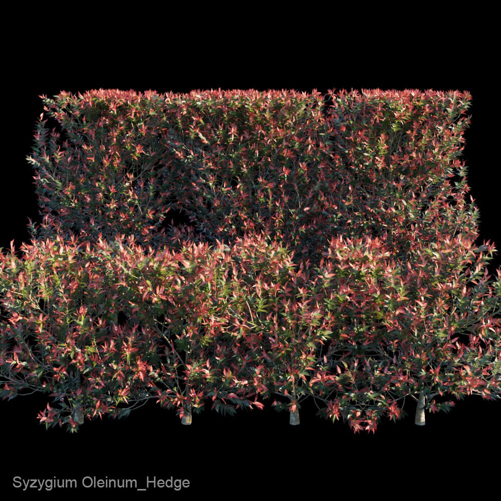 Syzygium Oleinum桃金娘科植物树篱3D模型（FBX,MAX）