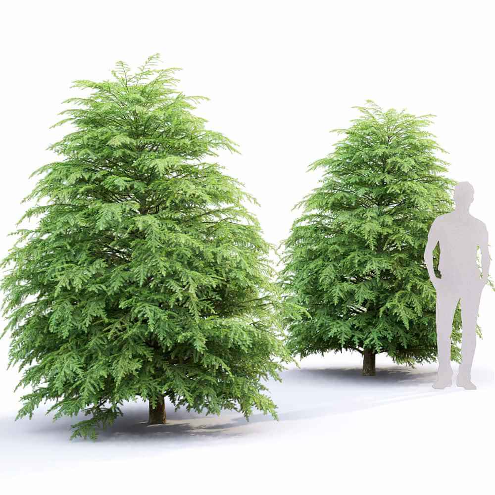 加拿大铁杉树3D模型（OBJ,MAX）