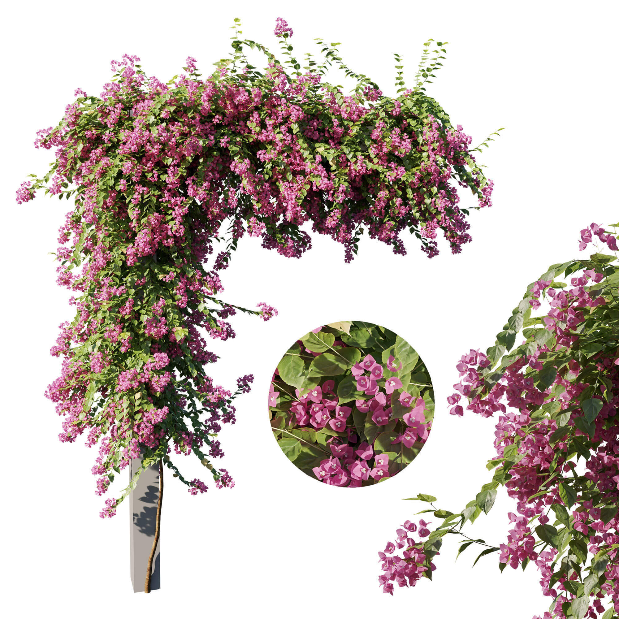 门柱上的三角梅花丛 九重葛植物3D模型（OBJ,MAX）
