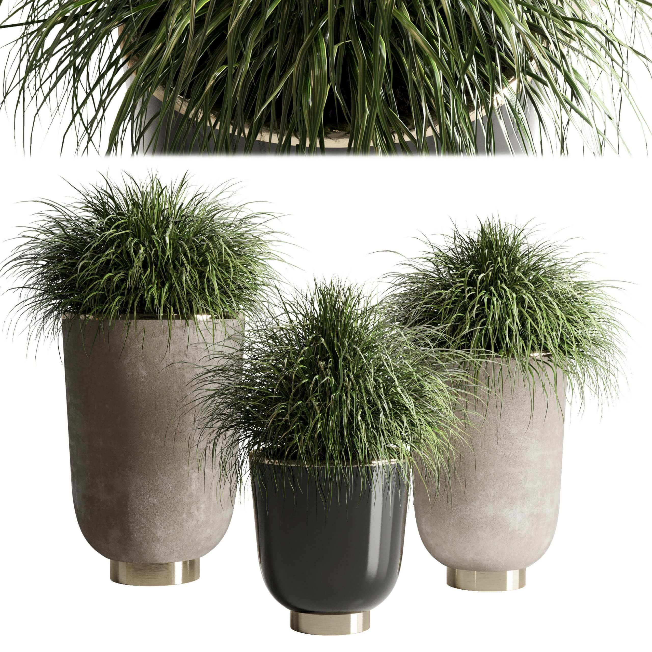 观赏草植物盆栽3D模型（FBX,MAX）
