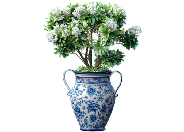 装饰花盆中的白色鸡蛋花树 植物盆景3D模型（OBJ,MAX）