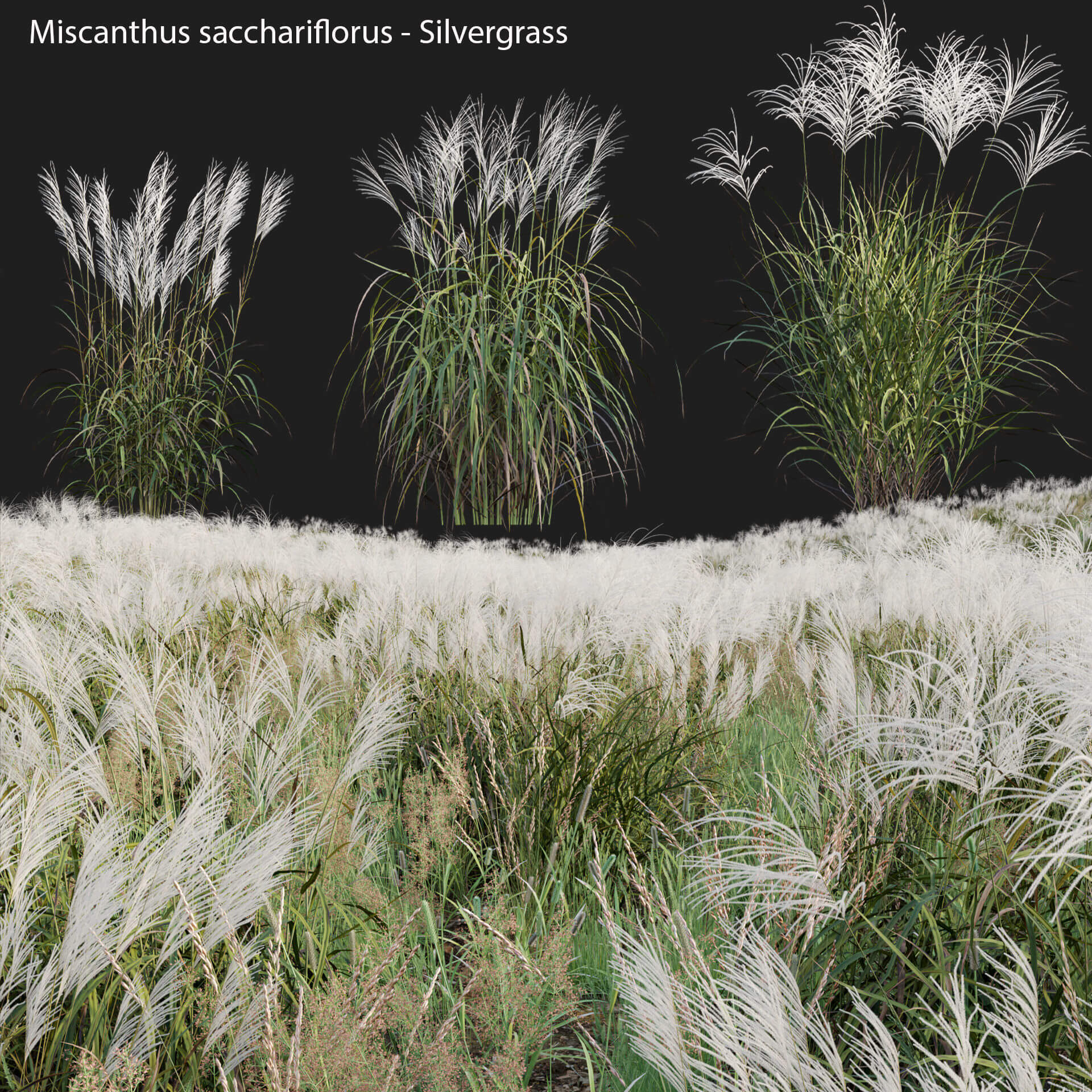 芒草 观赏草丛3D模型（FBX,MAX）