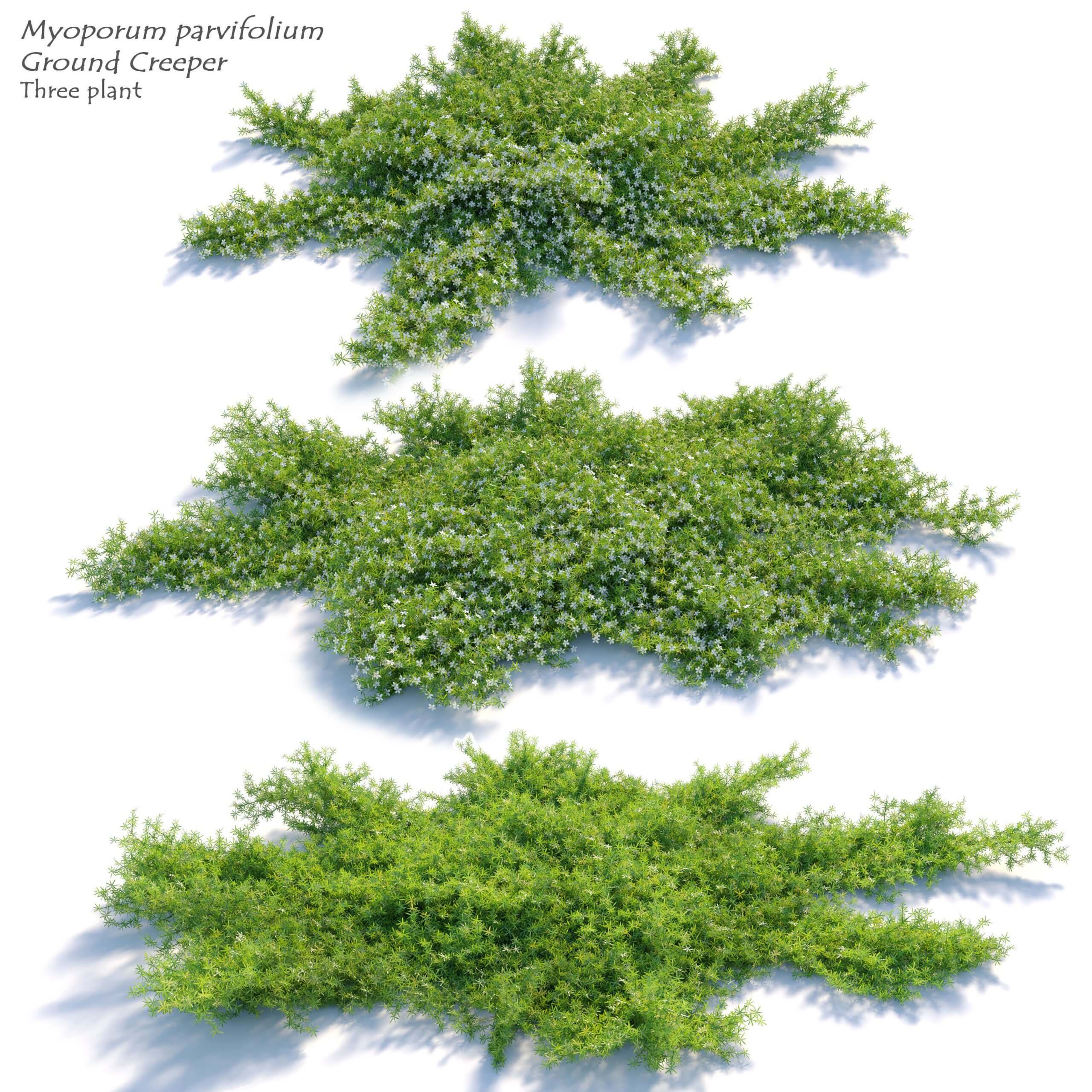 Myoporum parvifolium开花的苦槛蓝藤蔓植物3D模型（FBX,MAX）