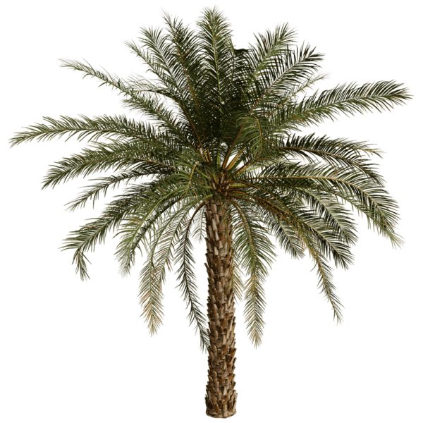 海枣棕榈树3D模型（OBJ,FBX,MAX）