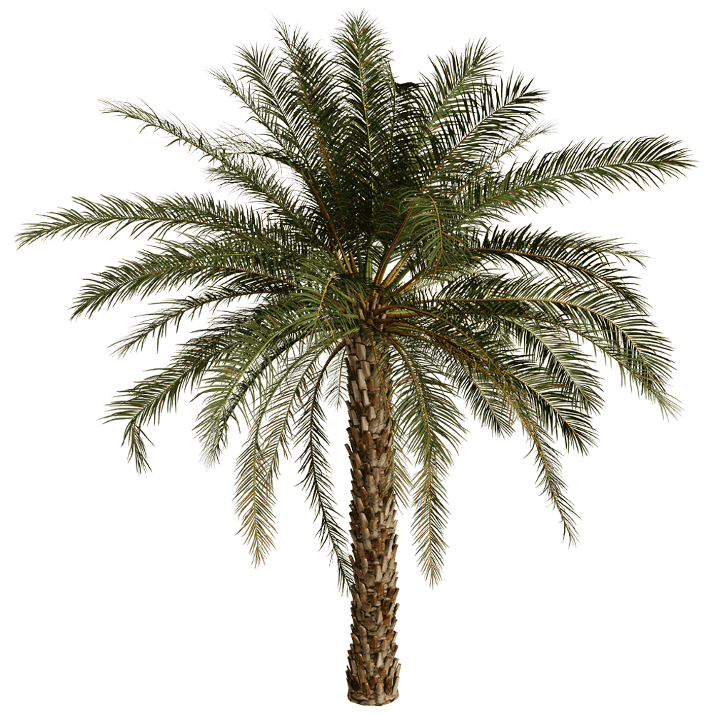 海枣棕榈树3D模型（OBJ,FBX,MAX）