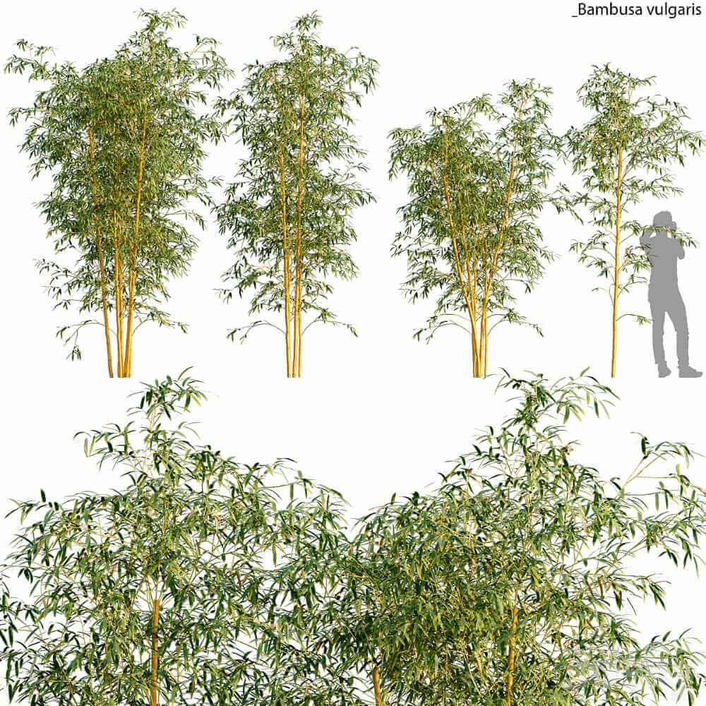 竹子3D模型（OBJ,FBX,MAX）
