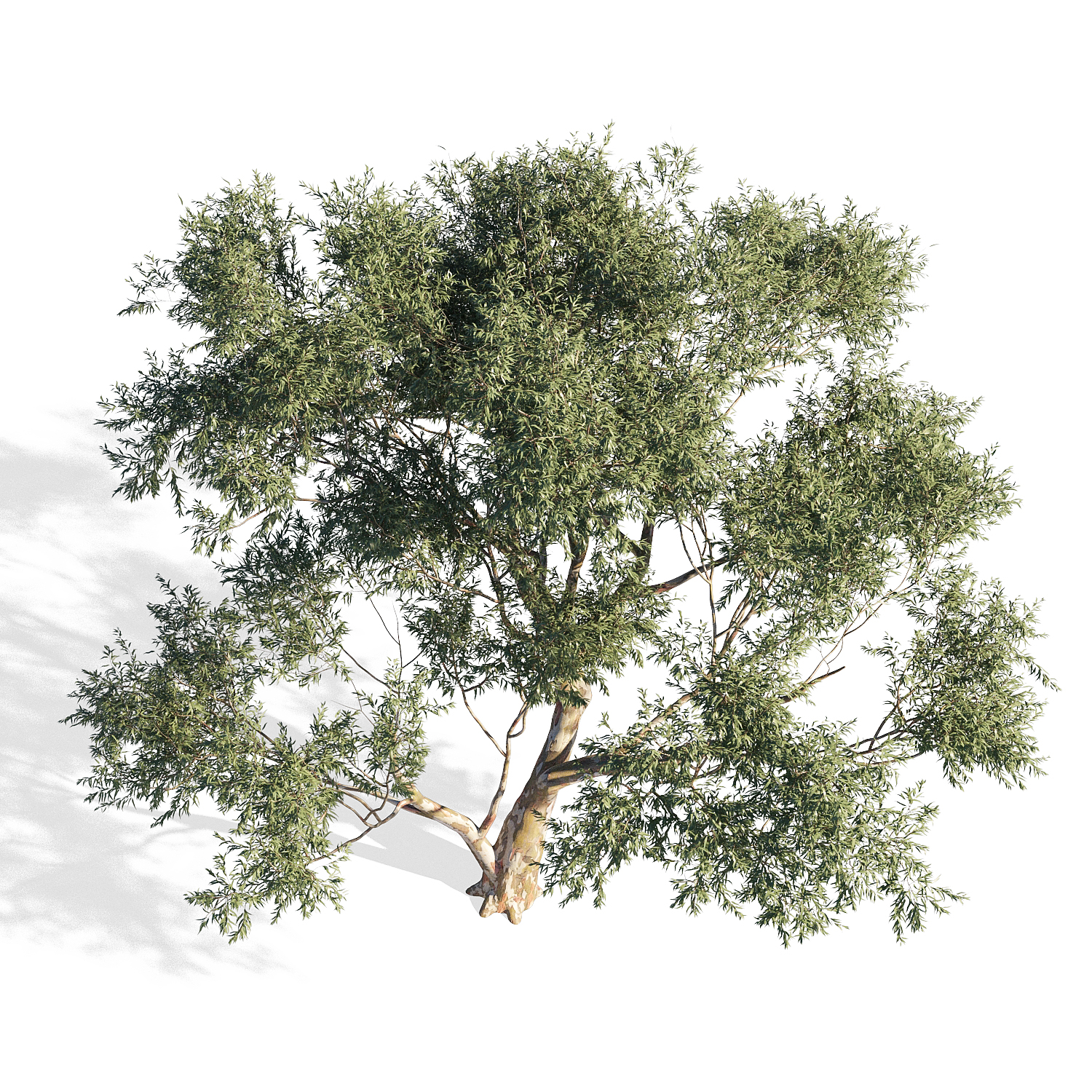 桉树3D模型（FBX,MAX）