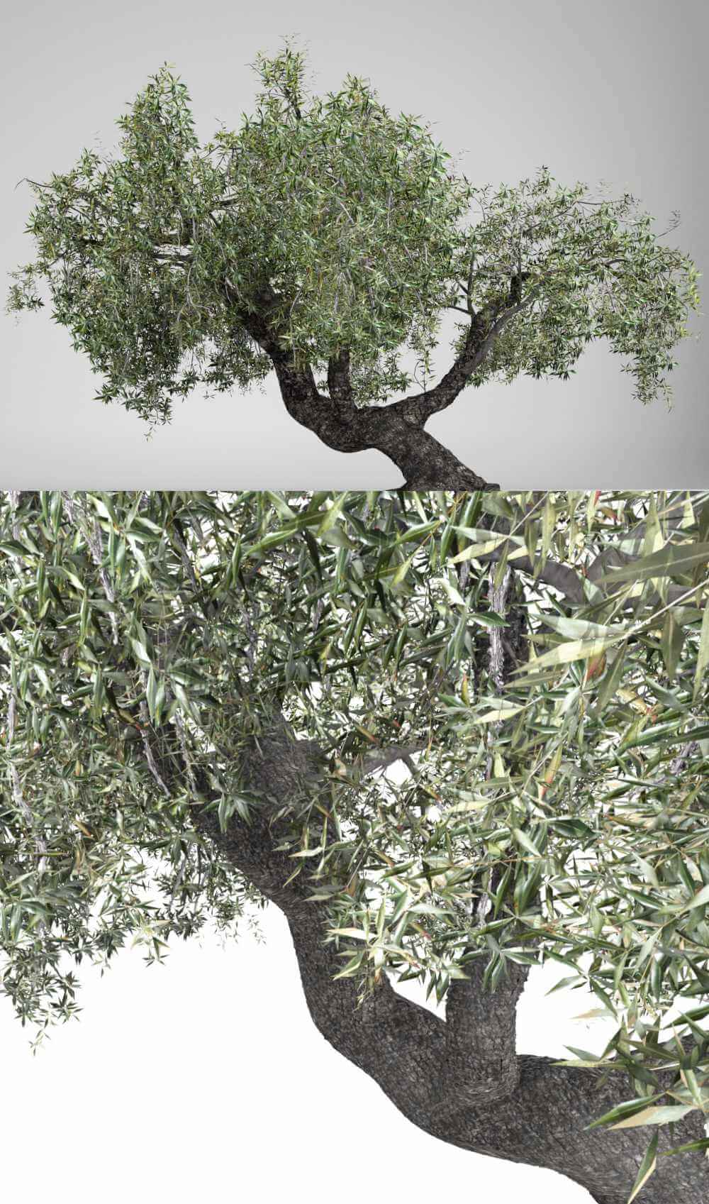 油橄榄树3D模型（FBX,MAX）