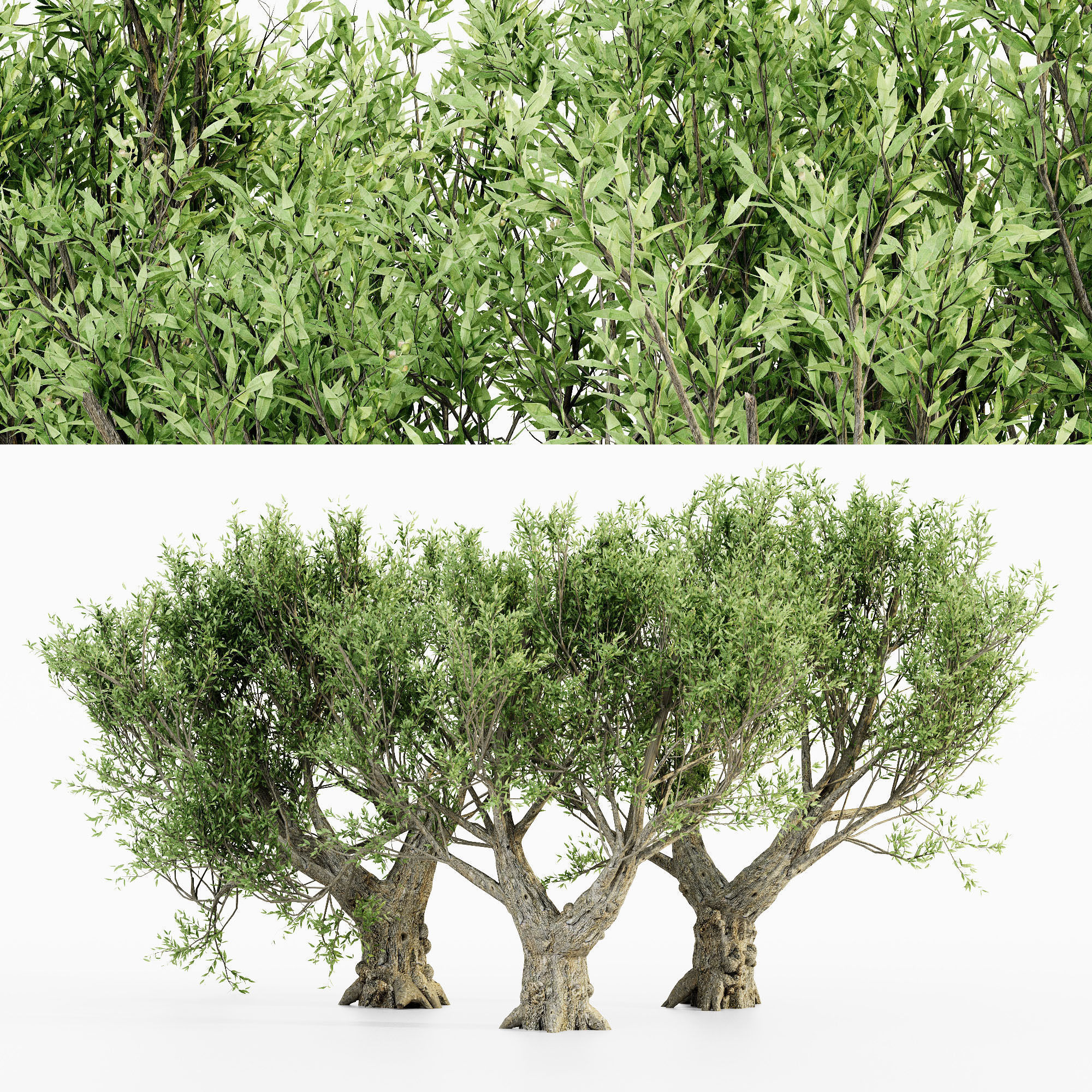 非洲橄榄树3D模型（OBJ,MAX）