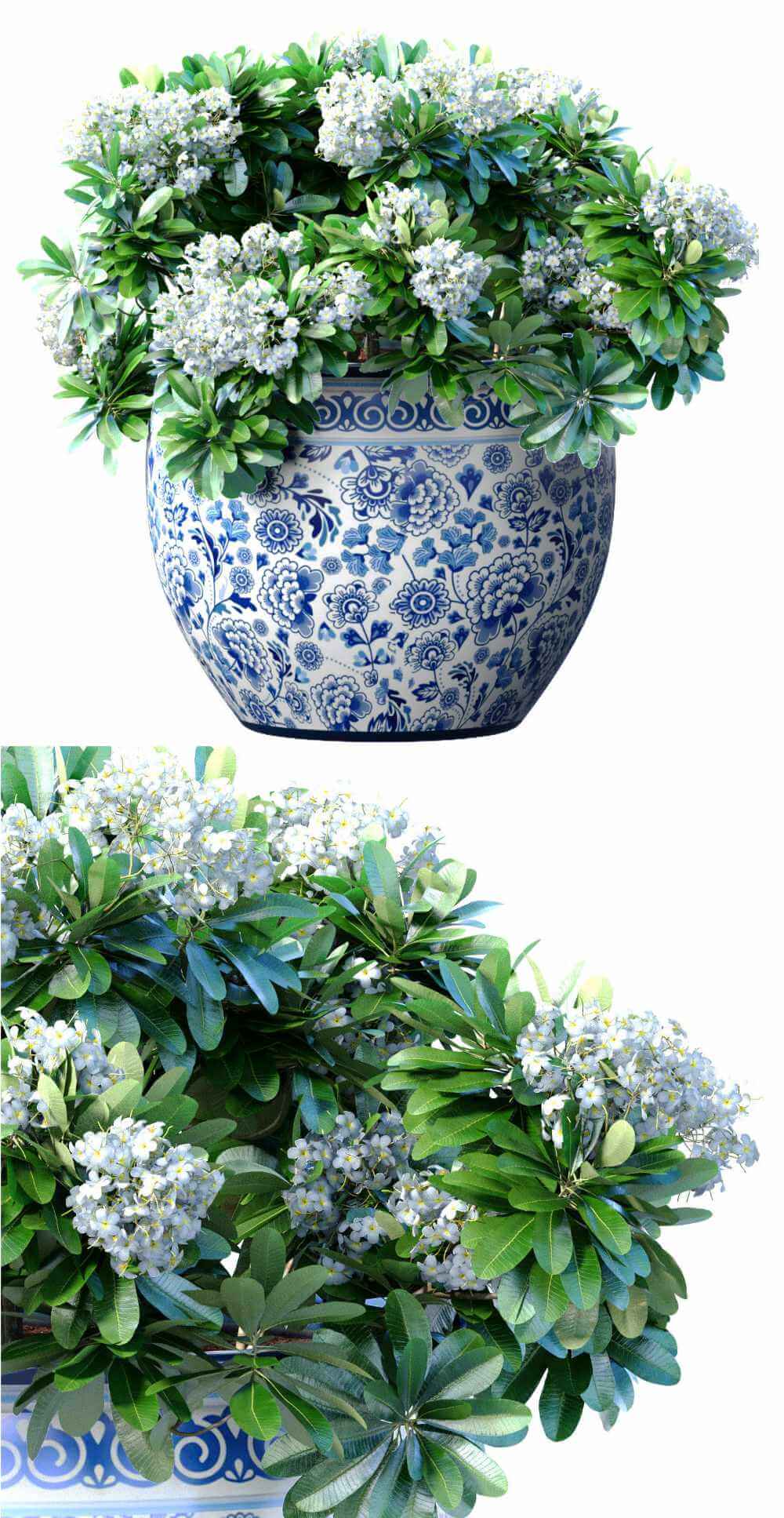 开白色花朵的植物盆栽3D模型（OBJ,MAX）