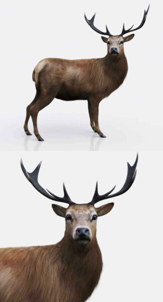 森林鹿3D模型（OBJ,MAX）