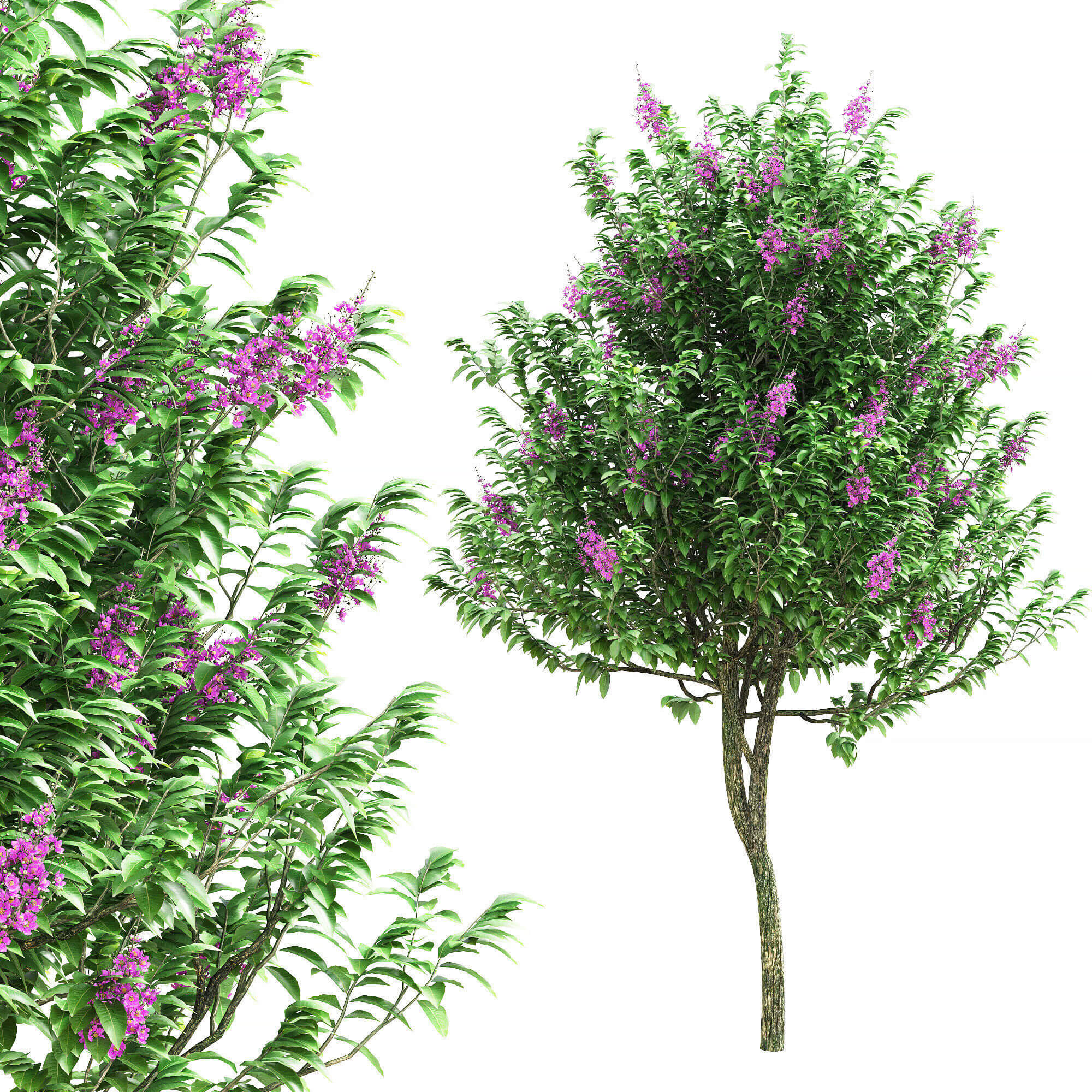 开花的紫薇树3D模型（OBJ,MAX）