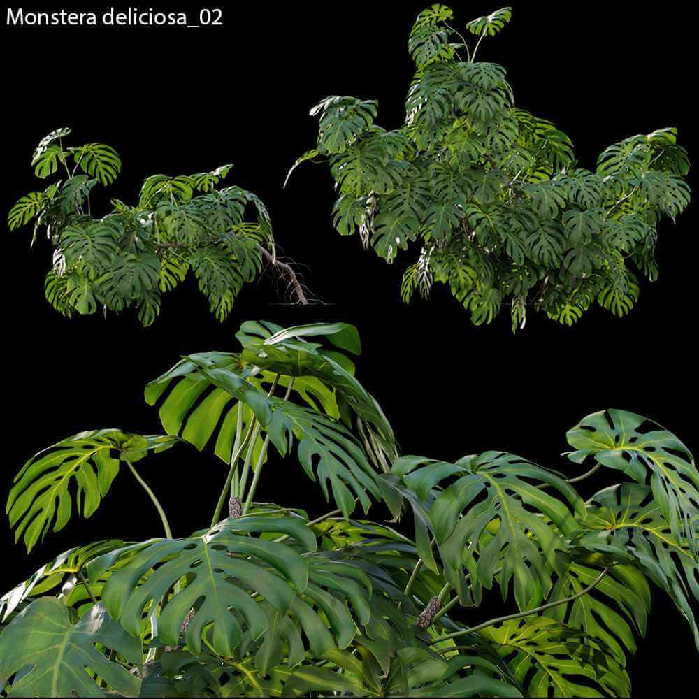 龟背竹植物3D模型（OBJ,FBX,MAX）