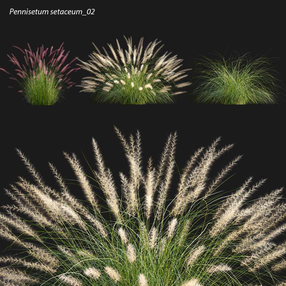 狼尾草 观赏草丛3D模型（OBJ,FBX,MAX）