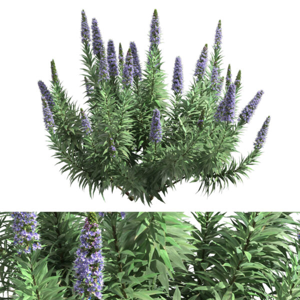 Echium candicans亮毛蓝蓟植物花丛3D模型（FBX,MAX）