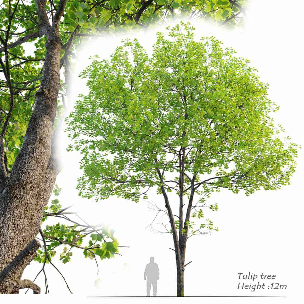 郁金香树3D模型（FBX,MAX）