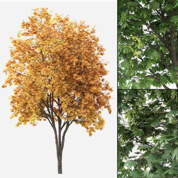 秋天的枫树3D模型（FBX,MAX）