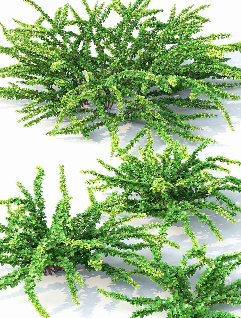 小檗植物3D模型（FBX,MAX）